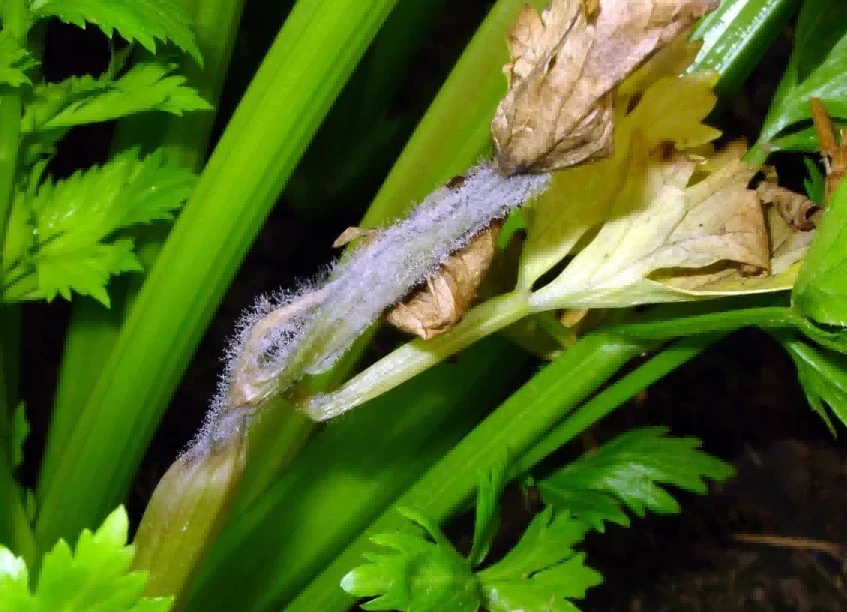 celery gray mold