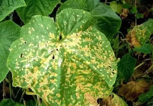 Kasugamycin Kasugamycin