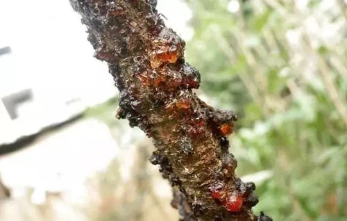 Peach tree gum disease Peach tree gum disease