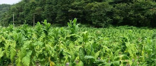 Difenoconazole·Azoxystrobin application Difenoconazole·Azoxystrobin application