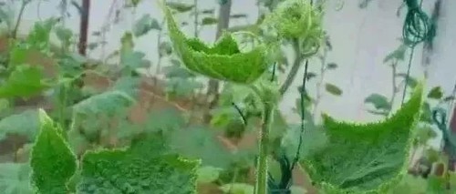 Difenoconazole·Azoxystrobin application Difenoconazole·Azoxystrobin application